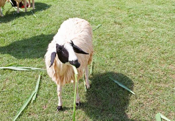 Pâturage de moutons dans un champ . — Photo