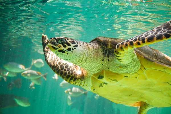 Hawksbill Sea turtle — Stock Photo, Image