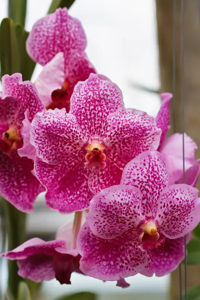 Orchidea rosa — Foto Stock