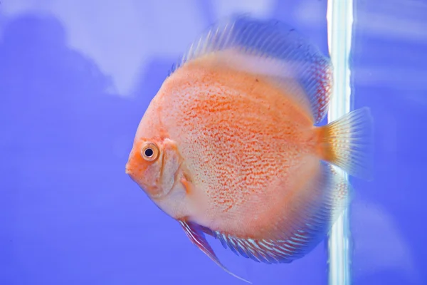 Discus fish — Stock Photo, Image