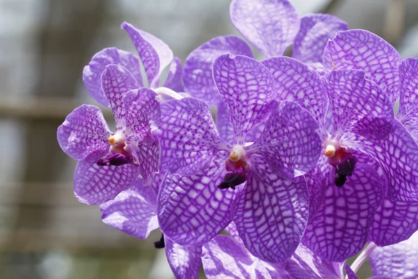 Orchidée pourpre . — Photo