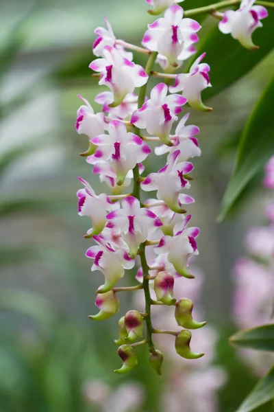 Orquídea crescendo na árvore — Fotografia de Stock