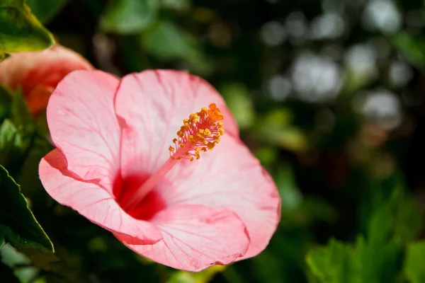 Pólen de flor de hibisco . — Fotografia de Stock