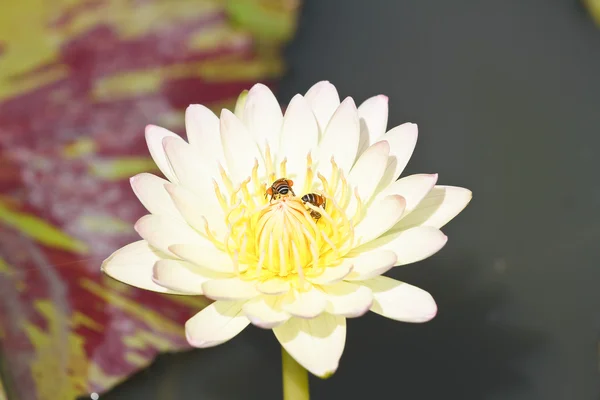 Loto blanco — Foto de Stock