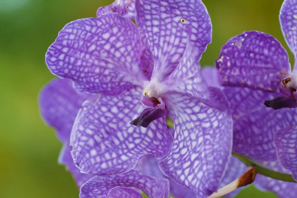 Orchidea viola . — Foto Stock