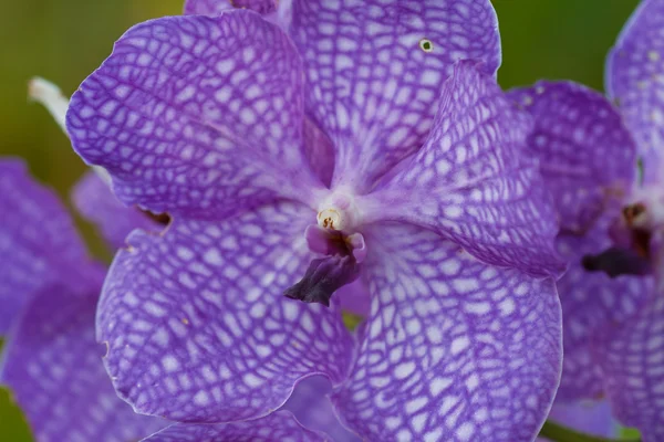 Lila orkidé. — Stockfoto