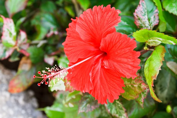 Polen de flor de hibisco . —  Fotos de Stock