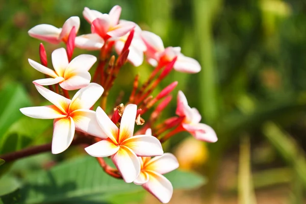 Frangipani-Blumen. — Stockfoto