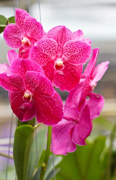 Orchidea rosa — Foto Stock