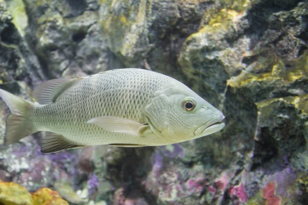 Foto van een tropische vissen — Stockfoto