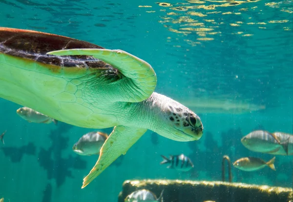 Hawksbill Sea turtle — Stock Photo, Image