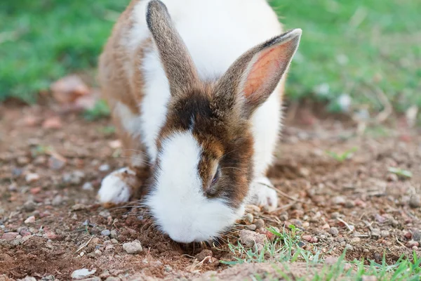 Кролик на газоні . — стокове фото