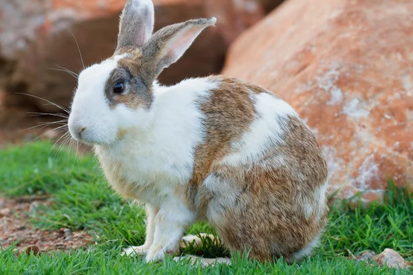 Kaninchen auf dem Rasen. — Stockfoto