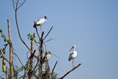 açık fatura Ibis