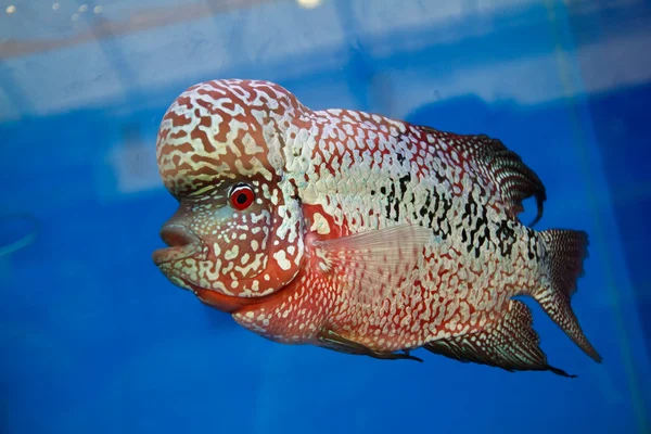 Flowerhorn sügér hal akváriumban — Stock Fotó