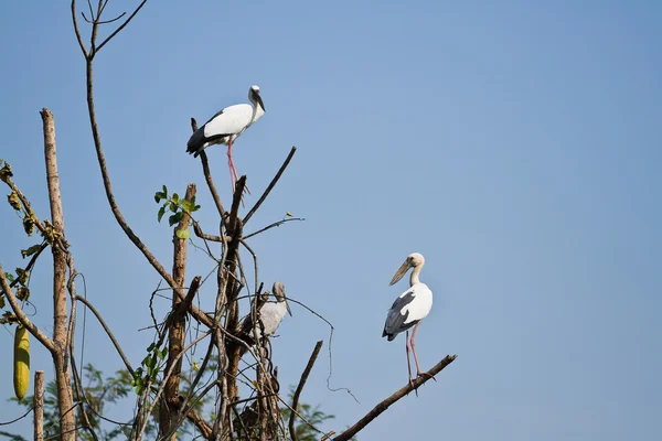 A conta aberta ibis — Fotografia de Stock