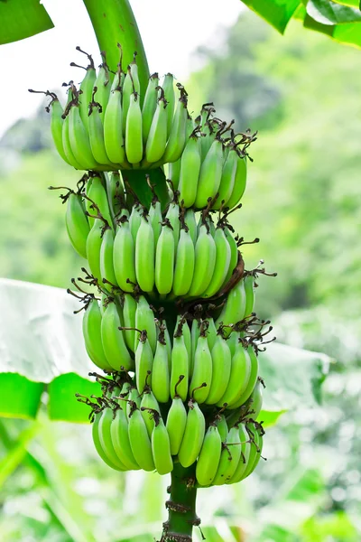 Bananas on the tree. — Stock Photo, Image