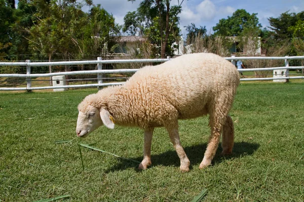 Pastoreio de ovelhas em um campo . — Fotografia de Stock