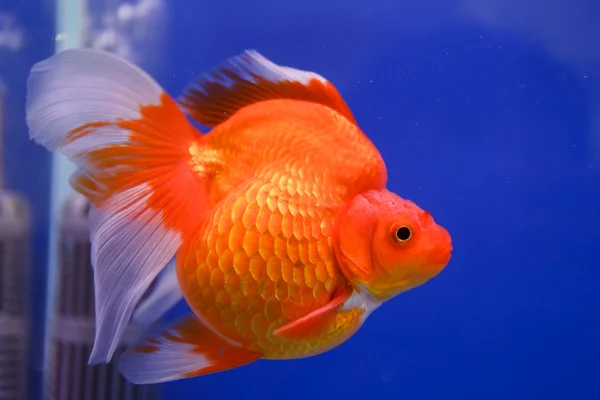 Goldfische im Aquarium. — Stockfoto