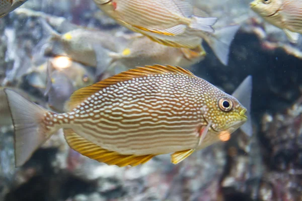 Foto van een tropische vissen — Stockfoto