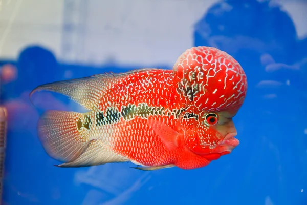 Flowerhorn Cichlid fish in the aquarium — Stock Photo, Image