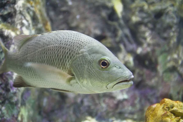 Foto van een tropische vissen — Stockfoto