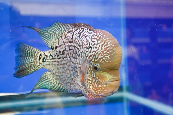 Flowerhorn Cichlid fish in the aquarium — Stock Photo, Image