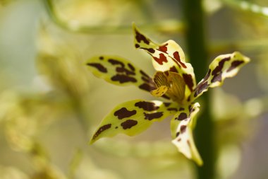 Orkide Bahçe, Tayland