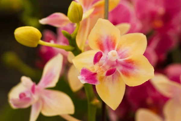 Orchidee — Stockfoto