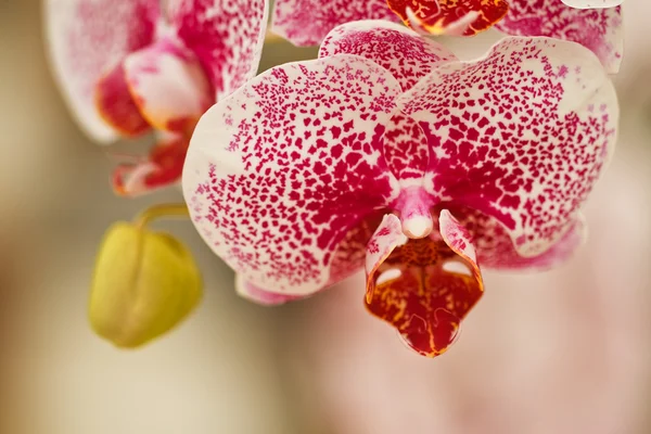 Orchidee rosa — Foto Stock