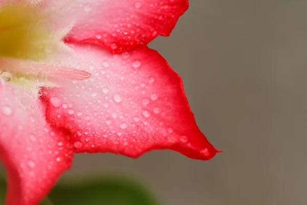 Desert Rose — Stock Photo, Image