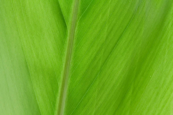 Foglia di banana — Foto Stock