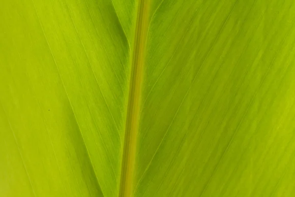 Banana leaf — Stock Photo, Image