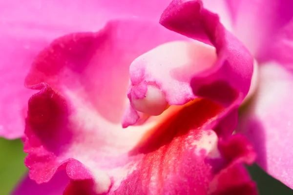 Magenta et pourpre rares orchidées Cattleya — Photo