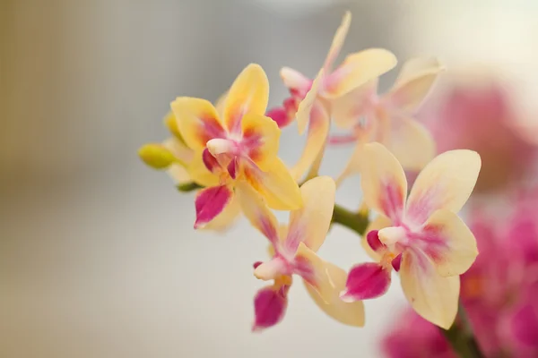 Yellow Orchid — Stock Photo, Image