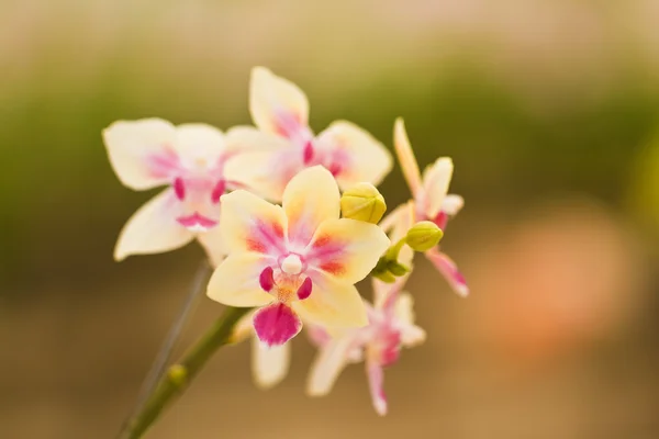 Gele orchidee — Stockfoto