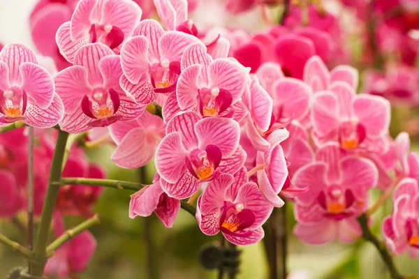 Pink Orchids — Stock Photo, Image