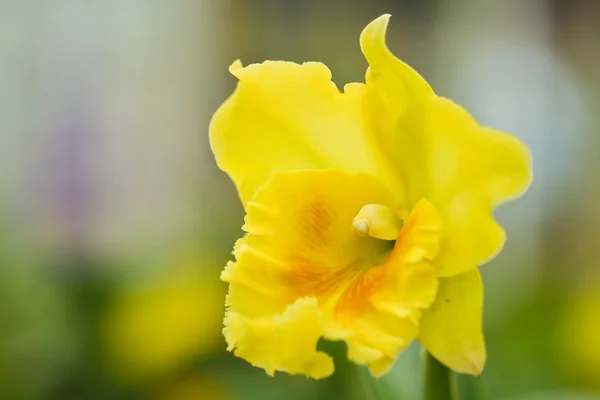 Cattleya amarillo . — Foto de Stock