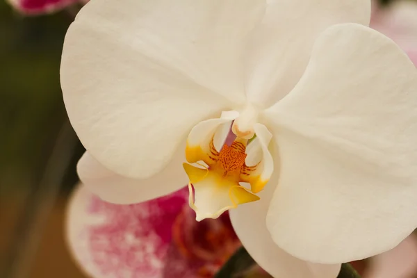 Witte orchideeën. — Stockfoto