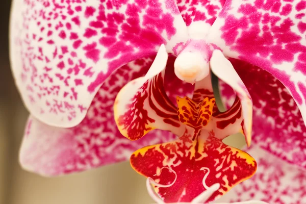 Orquídeas rosa — Fotografia de Stock
