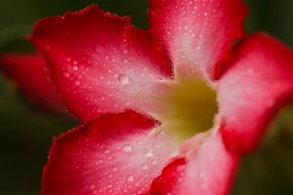 Gurun mawar — Stok Foto