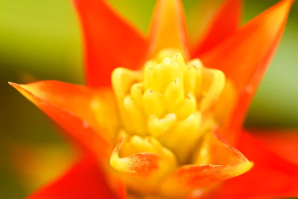 Ананасова квітка в барвистому — стокове фото