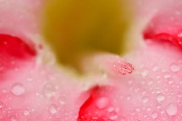 Desert Rose — Stock Photo, Image