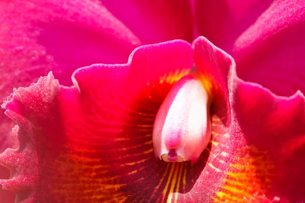 Orchidée de Cattleya . — Photo