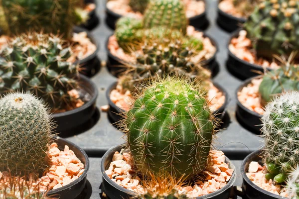 Cactus — Stockfoto