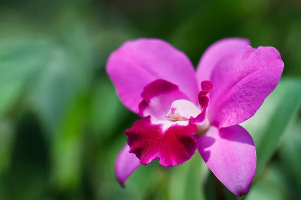 Orquídeas raras magenta y púrpura Cattleya —  Fotos de Stock