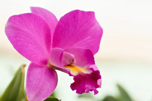 Magenta and purple rare Cattleya orchids — Stock Photo, Image