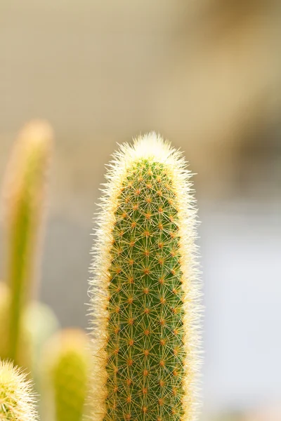 Cactus — Stockfoto