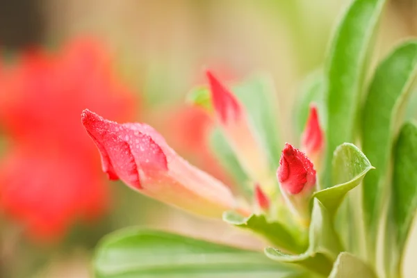 Desert rose — Stockfoto