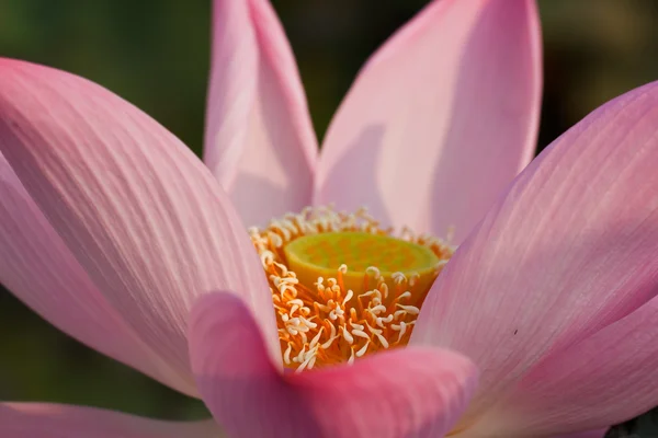 Flor de lótus — Fotografia de Stock